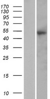 ls390667 ptx4 human over expression lysates nm 001013658 wb testing 1