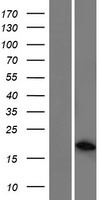 ARL5C Human Over-expression Lysates NM_001143968