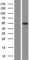 ONECUT3 Human Over-expression Lysates NM_001080488