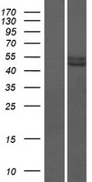 ls390999 pramef12 human over expression lysates nm 001080830 wb testing 1