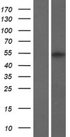 ls391001 pramef21 human over expression lysates nm 001100114 wb testing 1