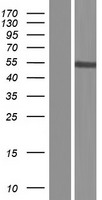PRAMEF8 Human Over-expression Lysates NM_001012276