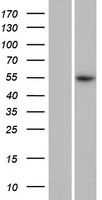 ls391003 pramef18 human over expression lysates nm 001099850 wb testing 1