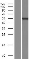 ls391004 pramef17 human over expression lysates nm 001099851 wb testing 1