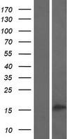 ls391013 pla2g2c human over expression lysates nm 001105572 wb testing 1