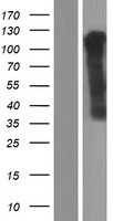 ls391114 or6k3 human over expression lysates nm 001005327 wb testing 1