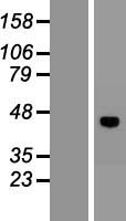 ls391123 vsig8 human over expression lysates nm 001013661 wb testing 1