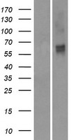 ls391194 or2m2 human over expression lysates nm 001004688 wb testing 1