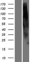 ls391211 or2g6 human over expression lysates nm 001013355 wb testing 1