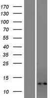 ls391322 loc391322 human over expression lysates nm 001144931 wb testing 1