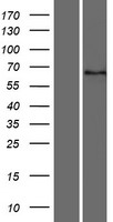 ls391475 dystrotelin dytn human over expression lysates nm 001093730 wb testing 1