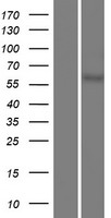 ls391627 usp17l9p human over expression lysates nm 001105662 wb testing 1