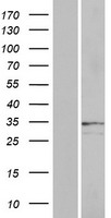 ls392138 or2a25 human over expression lysates nm 001004488 wb testing 1