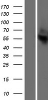 ls392376 or13c2 human over expression lysates nm 001004481 wb testing 1