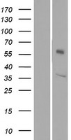ls392390 or1l6 human over expression lysates nm 001004453 wb testing 1