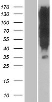 ls392392 or1k1 human over expression lysates nm 080859 wb testing 1