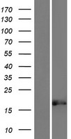 ls392465 glod5 human over expression lysates nm 001080489 wb testing 1