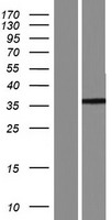 ls392509 arl13a human over expression lysates nm 001162490 wb testing 1