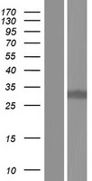 ls392509 arl13a human over expression lysates nm 001162491 wb testing 2