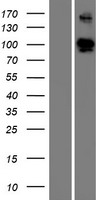 ls392617 elfn1 human over expression lysates nm 001128636 wb testing 1