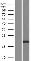 SPRED3 Human Over-expression Lysates NM_001039616