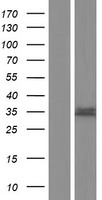 ls399474 ttmb tmem200b human over expression lysates nm 001171868 wb testing 1