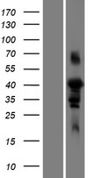 FAM102A Human Over-expression Lysates NM_001035254