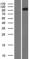 ls399671 heatr4 human over expression lysates nm 203309 wb testing 1
