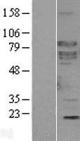 ls399694 shc4 human over expression lysates nm 203349 wb testing 1