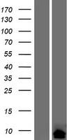 ls399697 cortexin 2 ctxn2 human over expression lysates nm 001145668 wb testing 1