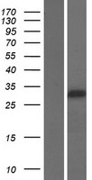 ls399823 foxi2 human over expression lysates nm 207426 wb testing 1
