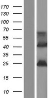 ls399888 fam180b human over expression lysates nm 001164379 wb testing 1