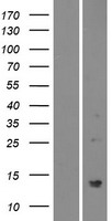 PATE2 Human Over-expression Lysates NM_212555