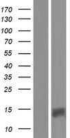 ls399968 pate4 human over expression lysates nm 001144874 wb testing 1