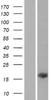ls400223 c14orf181 human over expression lysates nm 207442 wb testing 1