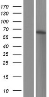ls400224 plekhd1 human over expression lysates nm 001161498 wb testing 1