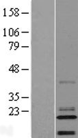 ls400258 c14orf180 human over expression lysates nm 001008404 wb testing 1
