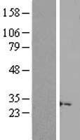 ls400359 linc02694 human over expression lysates nm 207444 wb testing 1
