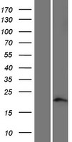 C15orf54 Human Over-expression Lysates NM_207445