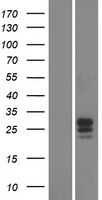 FAM174B Human Over-expression Lysates NM_207446