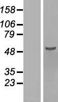 ls400506 c16orf88 knop1 human over expression lysates nm 001012991 wb testing 1