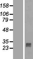 ls400509 rundc2b human over expression lysates nm 001012391 wb testing 1