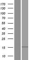 ls400581 grapl human over expression lysates nm 001129778 wb testing 1