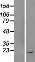 ls400657 linc00909 human over expression lysates nm 001008234 wb testing 1