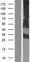 ls400668 prss57 human over expression lysates nm 214710 wb testing 1