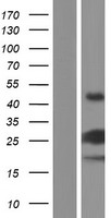 VMAC Human Over-expression Lysates NM_001017921