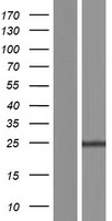 ls400823 fam177b human over expression lysates nm 207468 wb testing 1