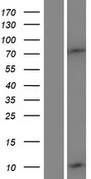 ls400830 defb132 human over expression lysates nm 207469 wb testing 1