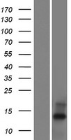 ls400831 c20orf202 human over expression lysates nm 001009612 wb testing 1