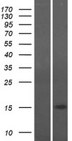 CHCHD10 Human Over-expression Lysates NM_213720